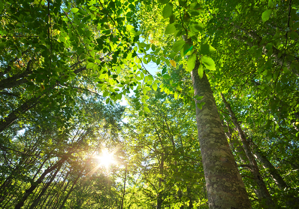 IRYO lanza su primer ‘bosque inteligente’ en España, un plan de reforestación digitalizado al que se podrán sumar sus clientes