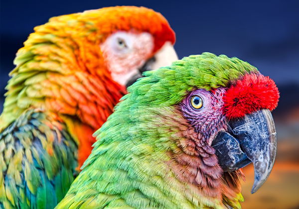 Loro Parque celebra el X Congreso Internacional de Papagayos de Tenerife