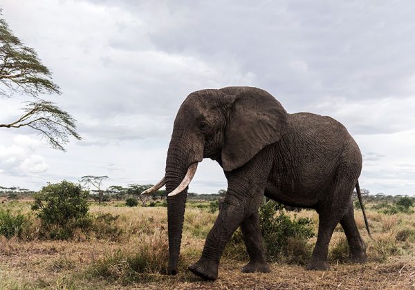 Meliá abre las puertas de su hotel en el cráter del Ngorongoro
