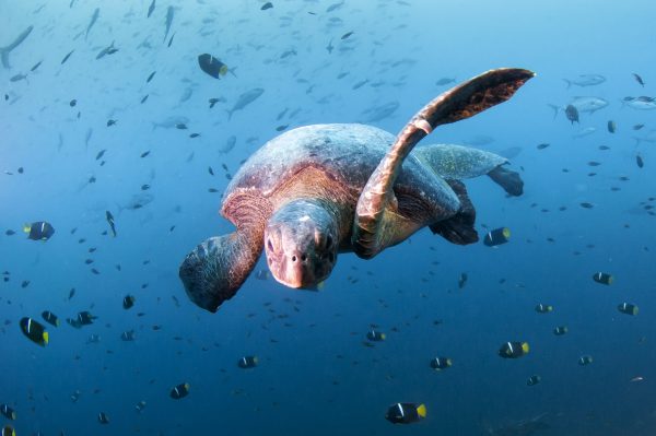 Novotel anuncia una asociación con WWF para la protección de los océanos